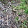 Brick found in the Gully, Katoomba